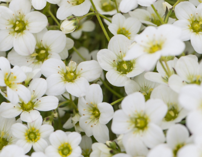 Moos-Steinbrech Rockies Weiß