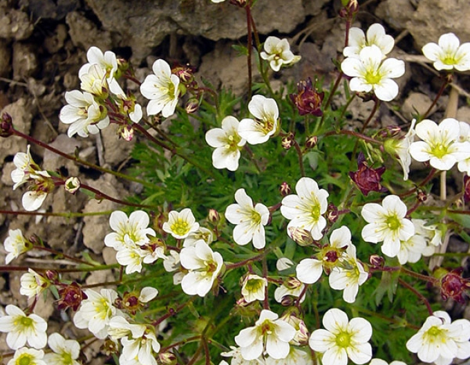 Moos-Steinbrech Rockies Weiß