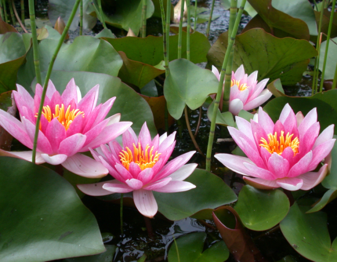 Seerose Laydekeri Lilacea