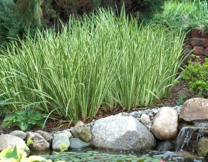 Buntblättriger Kalmus