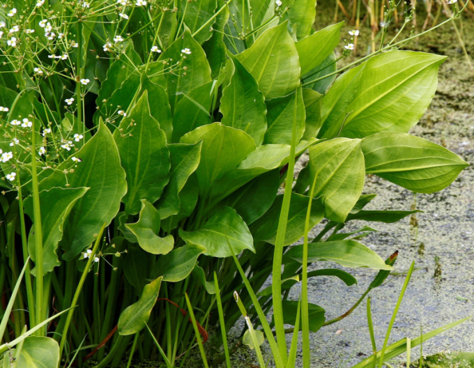 Gewöhnlicher Froschlöffel