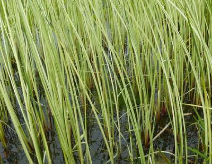 Teich Simse Albescens