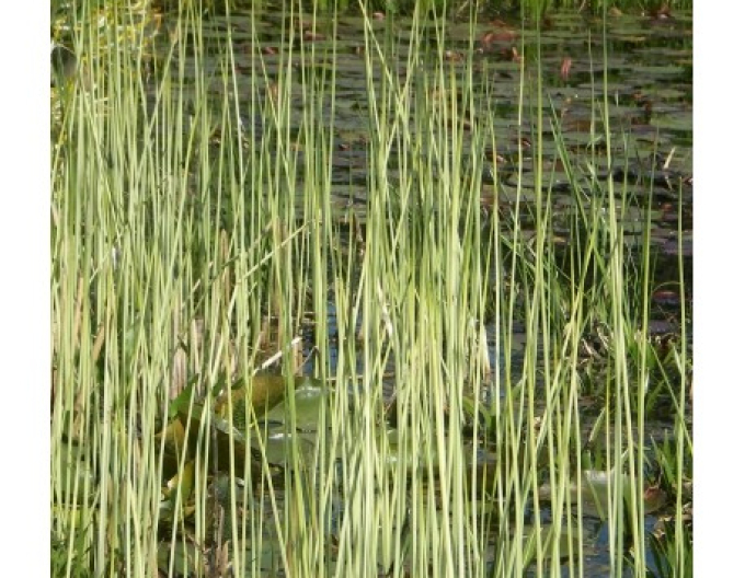 Teich Simse Albescens