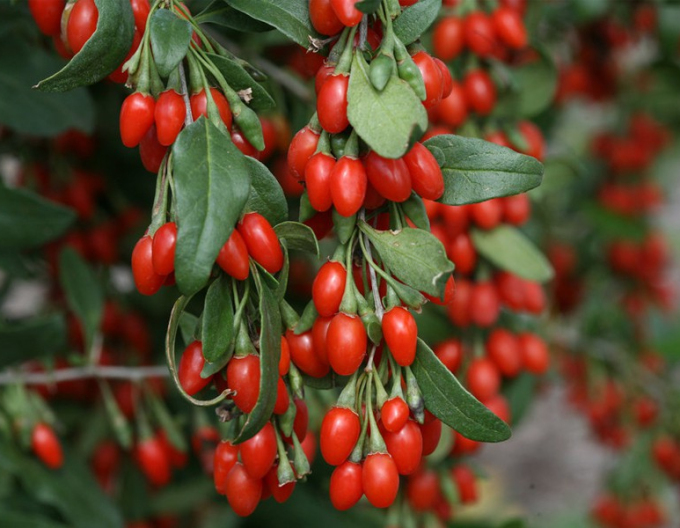 Bocksdorn Grosfruchtig