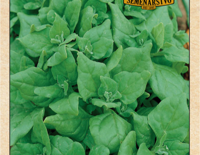 Neuseeländischer Spinat