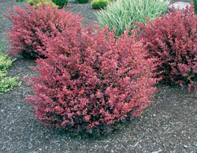 Berberitze Inspiration