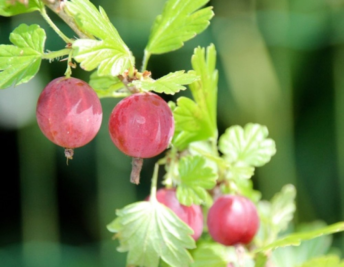 Stachelbeeren Niesluchowski - Stämmchen 2l