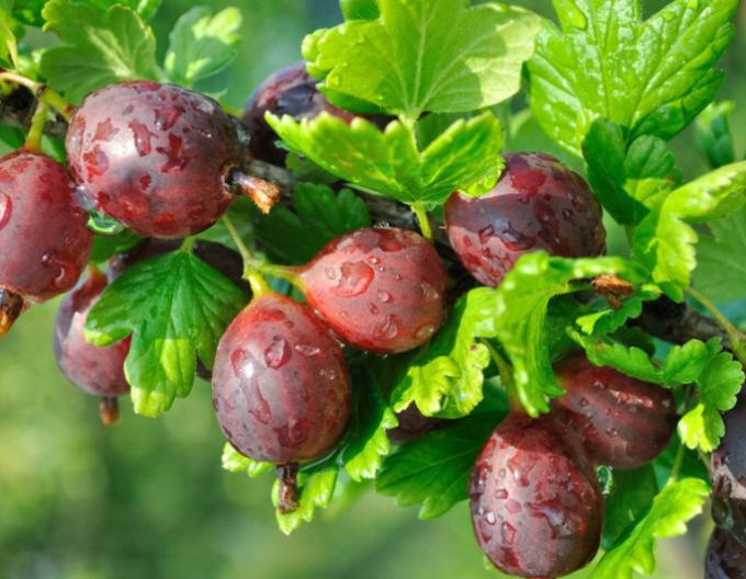 Stachelbeeren Niesluchowski - Stämmchen 2l