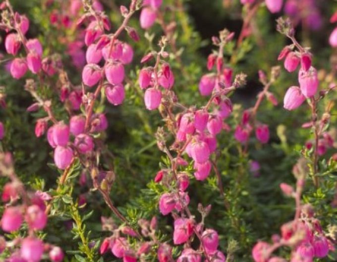 Irisches Heidekraut Andrea