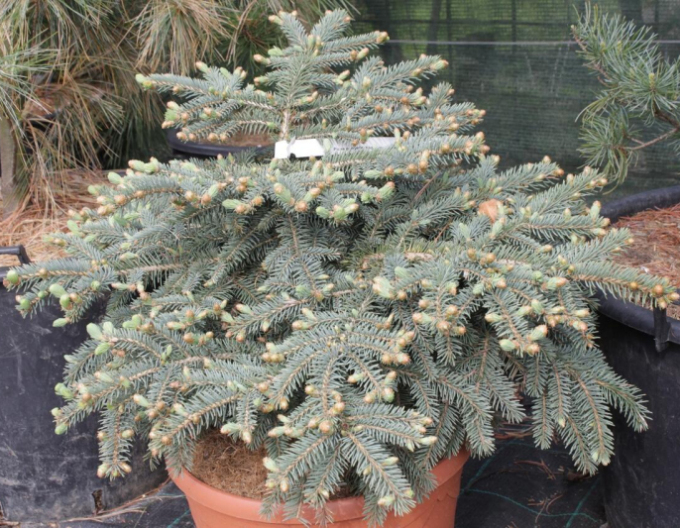 Fichte Nidiformis Kalouš