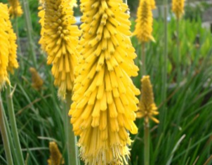 Fackellilie  Minister Verschuur