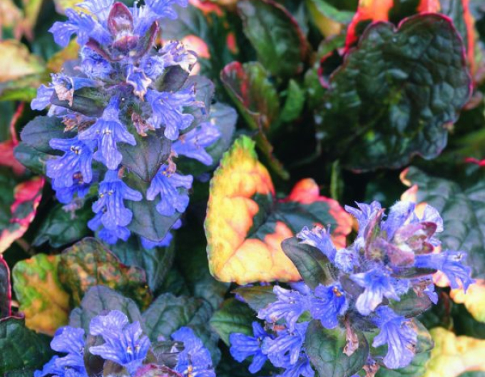 Regenbogen-Kriechpflanze Rainbow