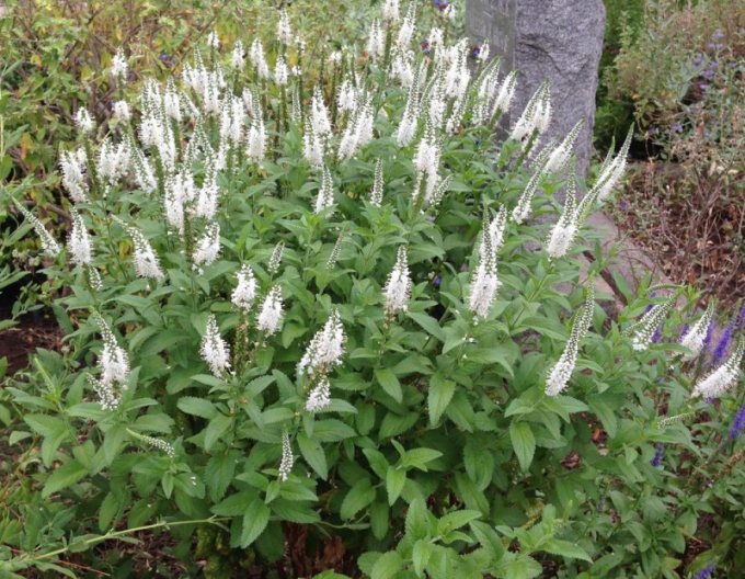 Ähriger Ehrenpreis Icicle