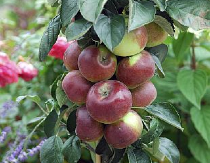 Säulenapfelbaum Cumulus, auf MM106, Cont. 5l