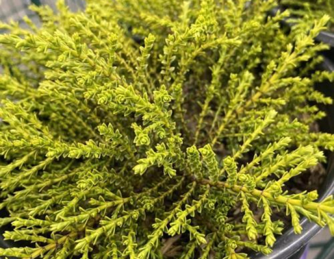 Strauchveronika Golden Esk