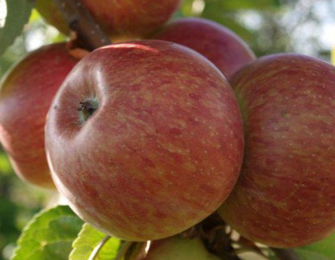 Säulenapfel Herald, auf MM106, Cont. 2l