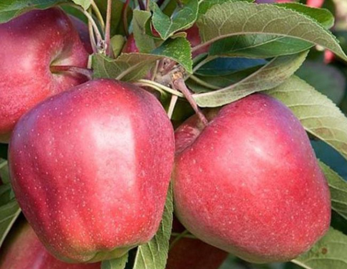 Apfel Gloster auf M9, wurzelnackt