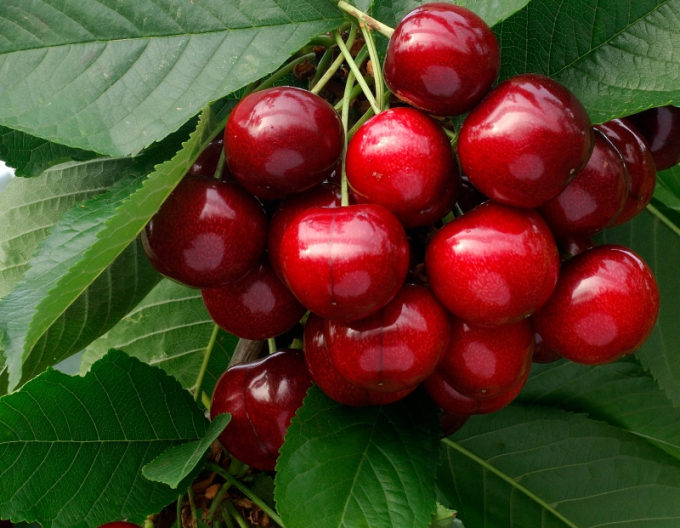 Kirsche Lapins auf Prunus Mahaleb, wurzelnackt