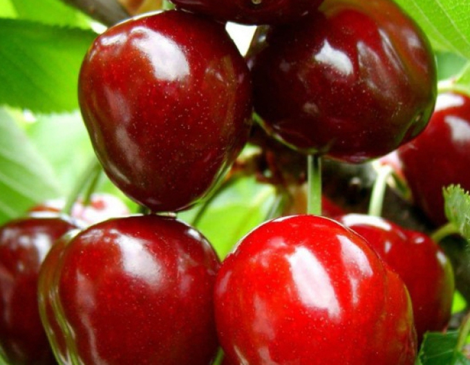 Kirsche Karešová auf Mahalebka, wurzelnackt