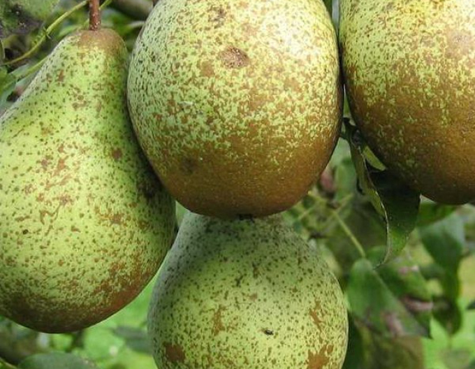 Birne Conference auf Pyrodwarf, wurzelnackt