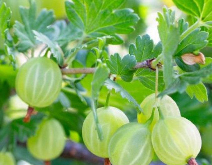 Stachelbeeren Hinnonmaki Grün, Hochstämmchen, 2l