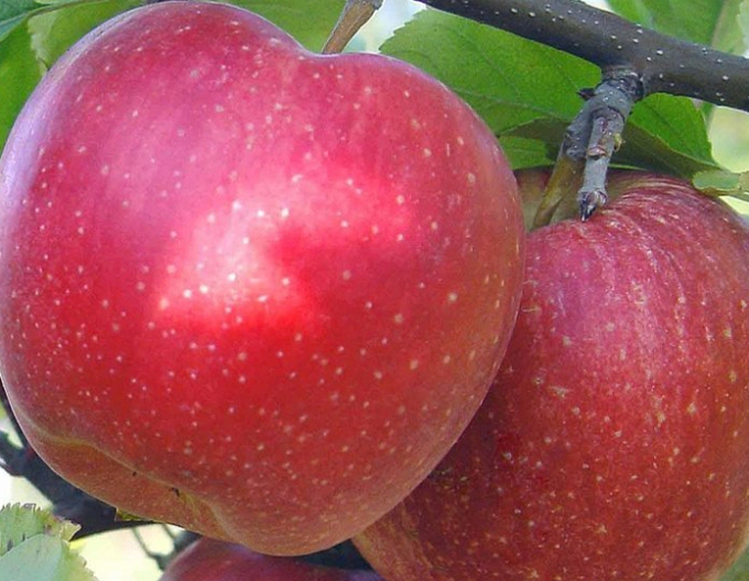 Winterapfel Topaz, auf A2, wurzelnackt