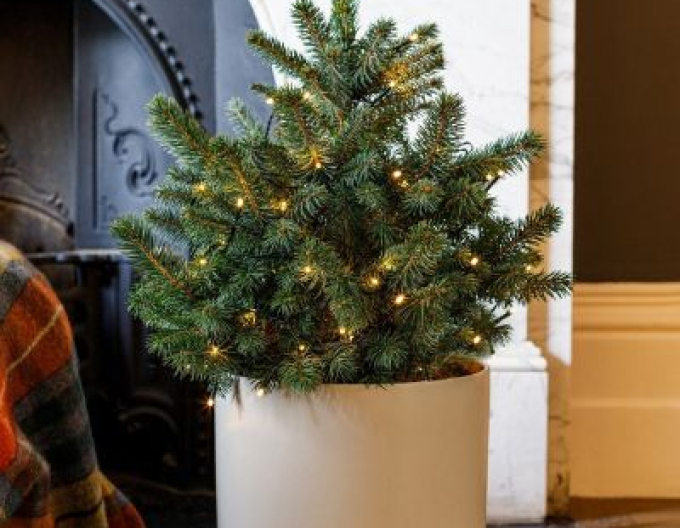 Stechfichte 40/60 cm, cont.