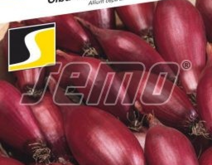 Semo Zwiebel Carminka