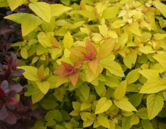 Japanisches Geißblatt Golden Princess