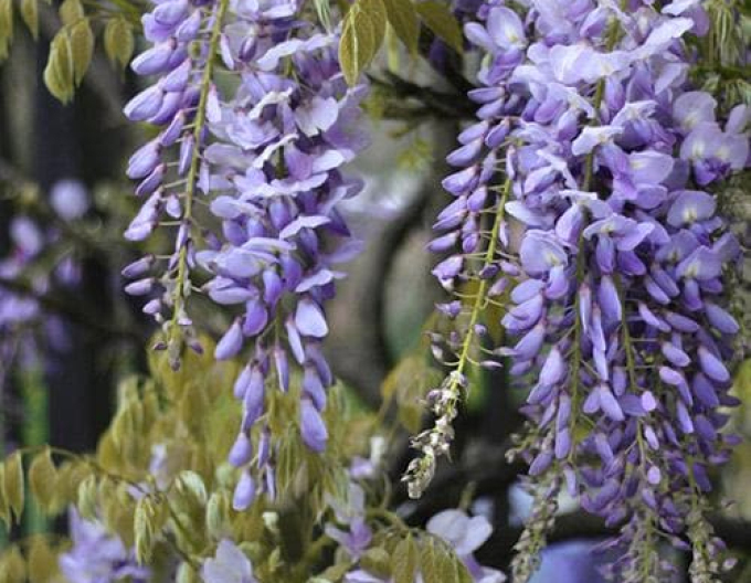 Chinesischer Blauregen Issai