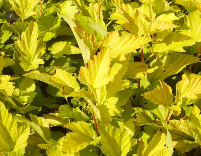 Fasanenspiere Darts Gold