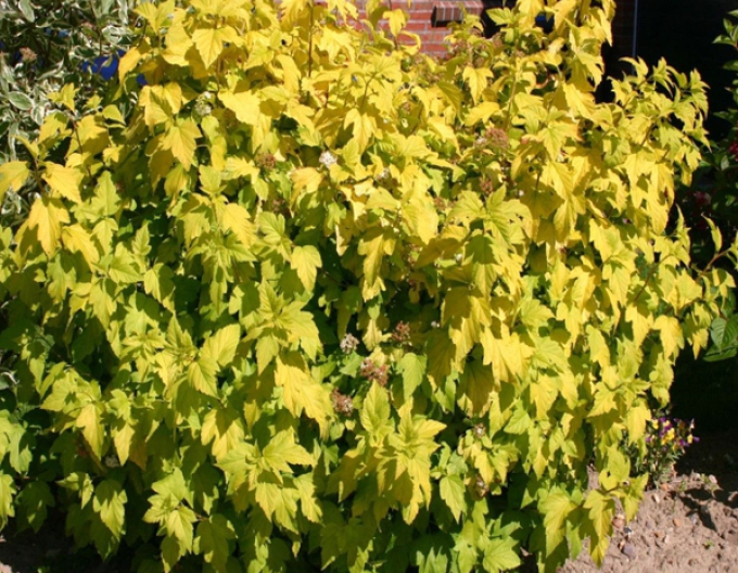 Fasanenspiere Darts Gold