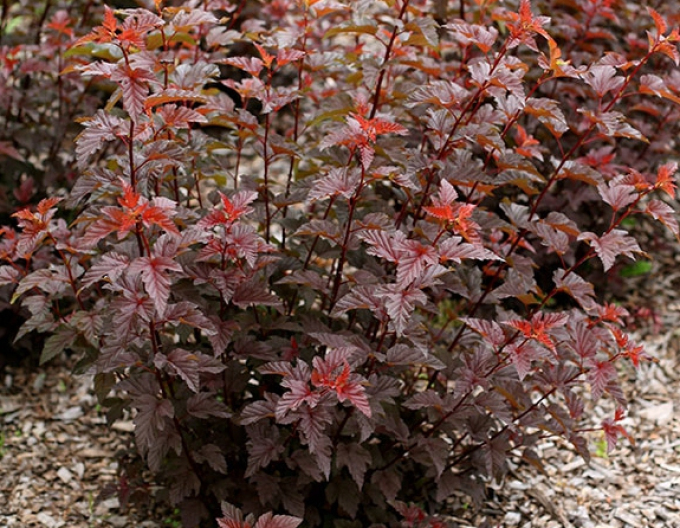 Fasanenspiere Lady in Red