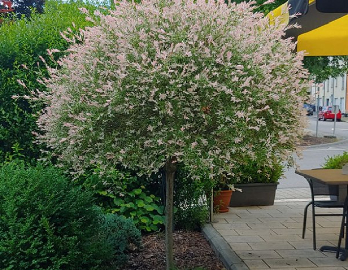 Japanische Weide Hakuro-Nishiki - Stämmchen 150cm