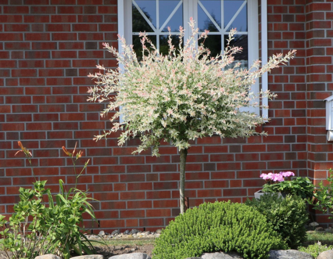 Japanische Weide Hakuro-Nishiki - Stämmchen 150cm