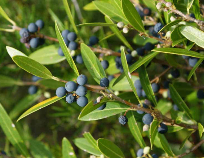 Schmalblättrige Steinlinde