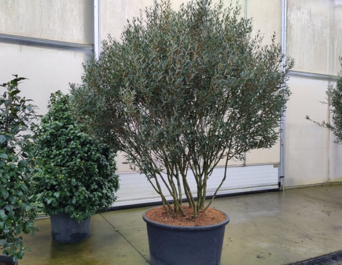 Schmalblättrige Steinlinde