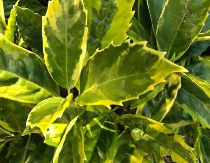 Japanische Aucube Sulphurea Marginata