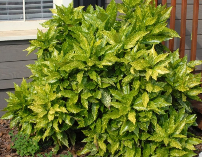 Japanische Aucube Sulphurea Marginata