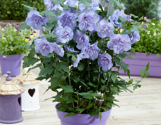 Garten-Eibisch Blue Chiffon