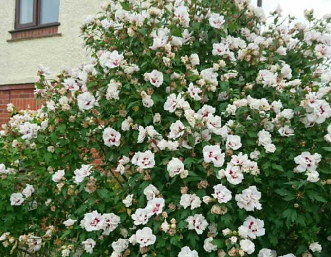 Garten - Eibisch Lady Stanley