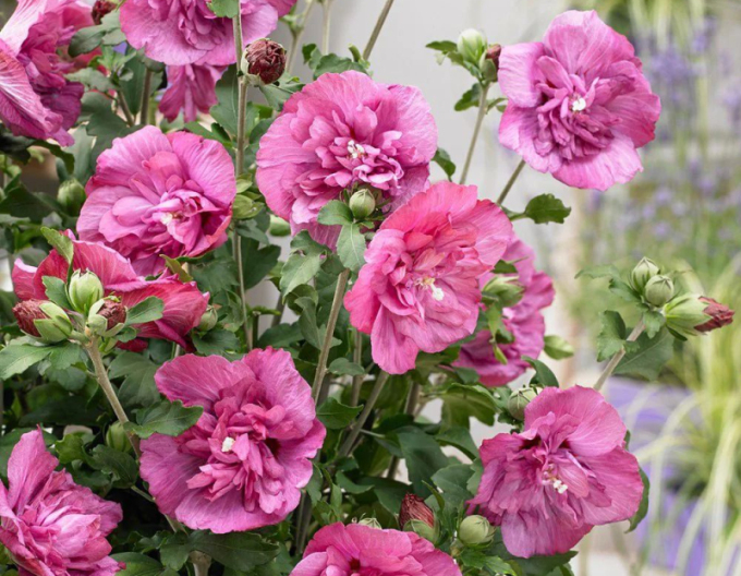 Garten-Eibisch Duc De Brabant