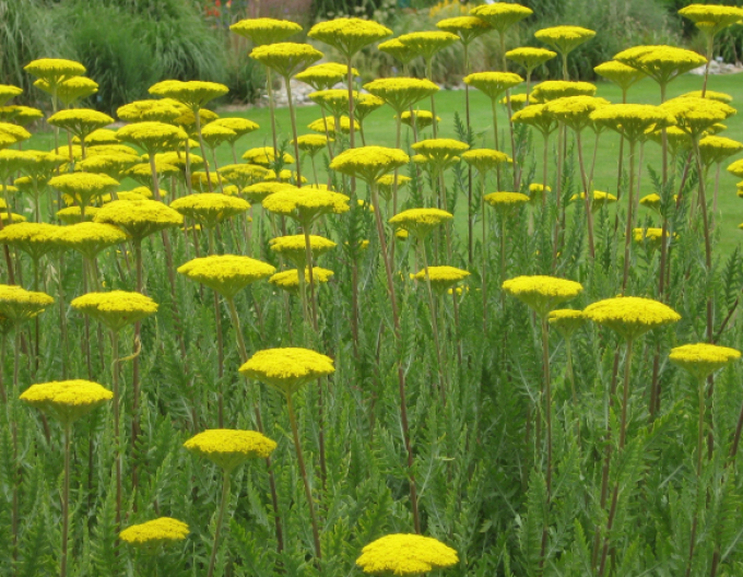 Goldgarbe Variety´s Parkery