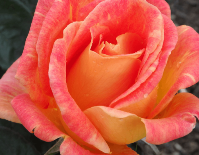 Baumrose Harry Wheatcroft