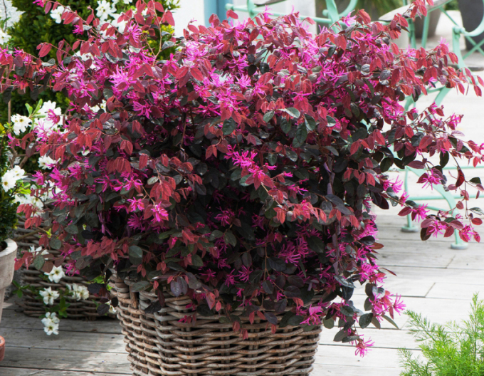 Loropetalum  Fire Dance
