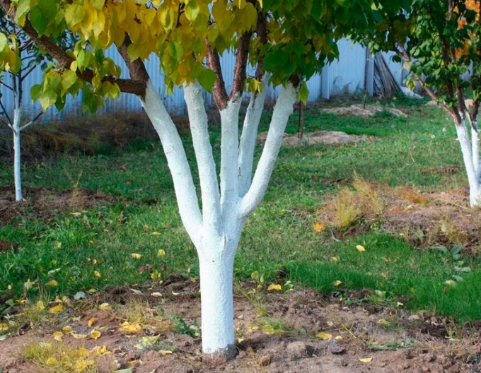 Biovita Kalk für Baum- und Strauchbleiche Eimer 1kg
