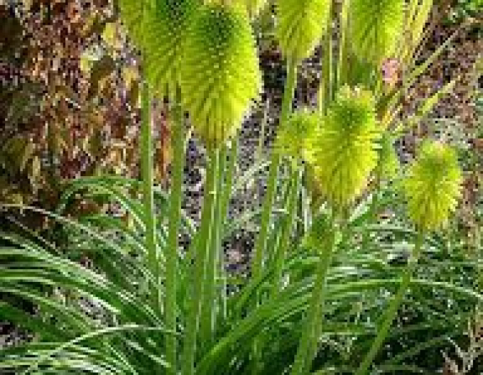 Taschenlampe Limelight