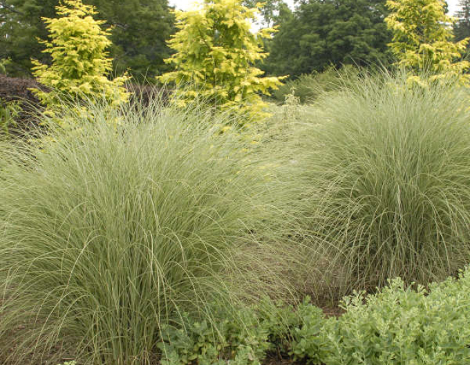 Chinaschilf Morning Light