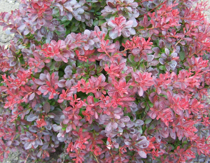 Thunbergdrossel Atropurpurea Nana