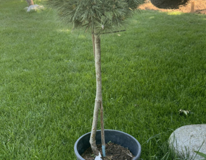 Pinus strobus Butter Cup Stämmchen